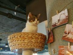 牛奶-共舞时光猫咖·狗咖(新街口店)
