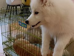 -Let's go狗咖·猫咖·奶狗·桌游(春熙路IFS店)