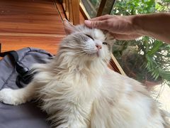 -楼上猫咖(罗湖店)