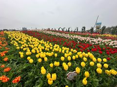 -荷兰花海