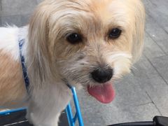 -帕帕拉兹宠物(亚洲旗舰店)