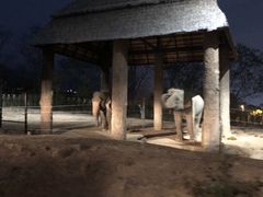 -清迈夜间动物园