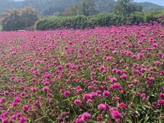 -径山花海