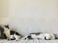 -猫大福·Fortune Cat猫舍(百子湾店)