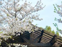 -顾村公园