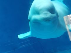 -芜湖新华联大白鲸海洋公园