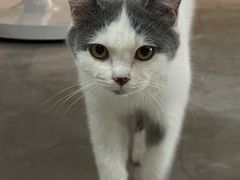 -安安宠医宠物医院·异宠·犬猫内科(岳阳分院)