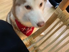 -Husky Go! 哈士奇体验馆·宠物咖啡厅狗咖