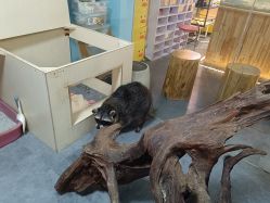 -神奇动物撸宠馆·羊驼·小浣熊·异宠(豫园店)