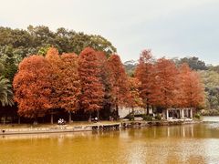 -深圳仙湖植物园