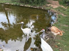 -西霞口神雕山野生动物世界