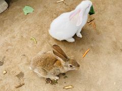 -前小桔亲子创意农场·草莓采摘·露营烧烤