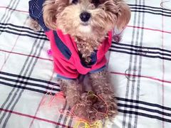 -骐奇宠物诊疗中心(南亭公路店)