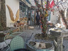 -喵屿·大理花园猫咖