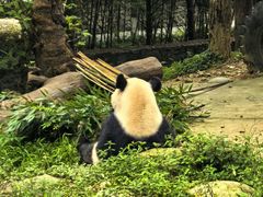 -都江堰中华大熊猫苑