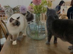 -共舞时光猫咖·狗咖(新街口店)