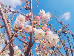 -天适樱花悠乐园