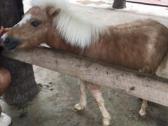 -清迈夜间动物园