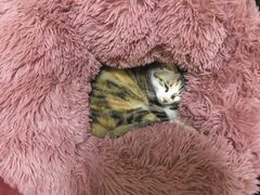 -佳怡动物医院·平价24小时·猫专科骨外科