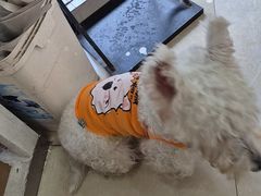 -瑞鹏·疫苗·绝育·宠物医院(广九店)