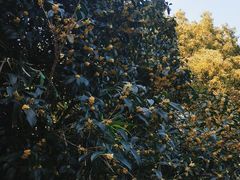-苏面斋·本地传统苏式面馆
