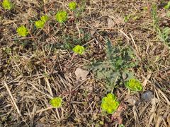 -汉长安城未央宫国家考古遗址公园