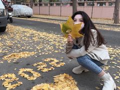 -三里屯东五街银杏大道