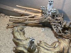 -昆明大悦城未来动物城(螺蛳湾中心店)