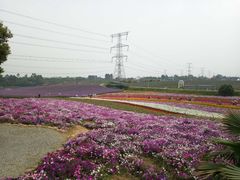 -紫颐香薰山谷景区