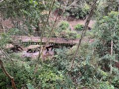 -野象谷景区
