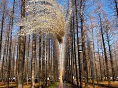 -黄海国家森林公园