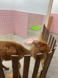 -Moni星球萌宠·小马宝莉·灵蛇·高端高阶全萌宠互动体验俱乐部(红豆国际广场店)