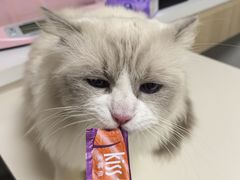 -谐和益家动物医院·免疫绝育·血液透析·宠保定点医院(高新伊藤分院)