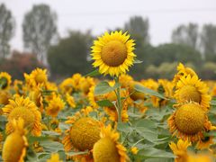 -花开海上生态园