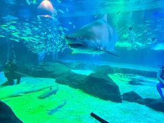 -海合安成都极地海洋公园