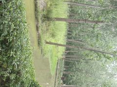 -合肥滨湖国家森林公园