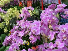 -双季花艺园艺市场(浦东店)