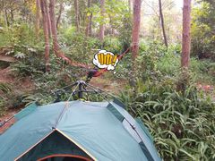 -铁山坪森林公园