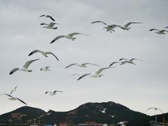 -海驴岛(荣成市)