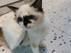 -喵喵咪呀布偶猫咖(春熙路店)