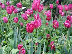 android_upload_pic-洛阳郁金香牡丹园