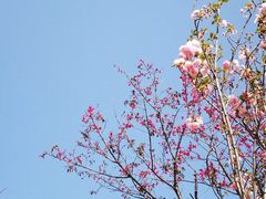 -天适樱花悠乐园
