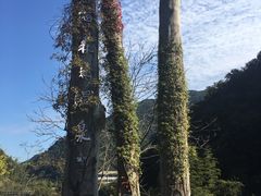 景点-宁海森林温泉