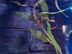 -悉尼海洋生物水族馆