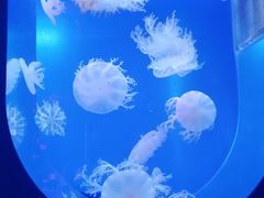 -左海海底世界