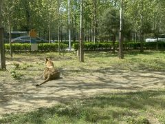 -秦皇岛野生动物园