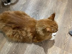 -MOCHA明星猫咖(田子坊店)