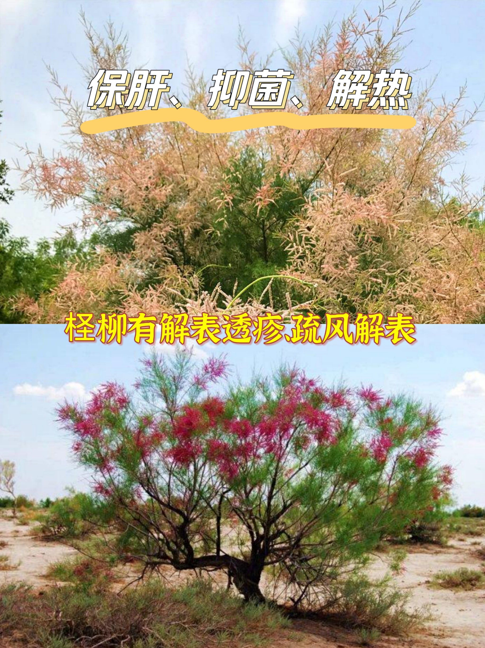 柽柳保肝抑菌解热