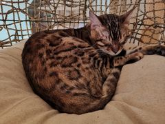 -猫腻·猫咖·撸猫馆(星光大道店)