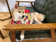 -猫色咖啡·猫咖